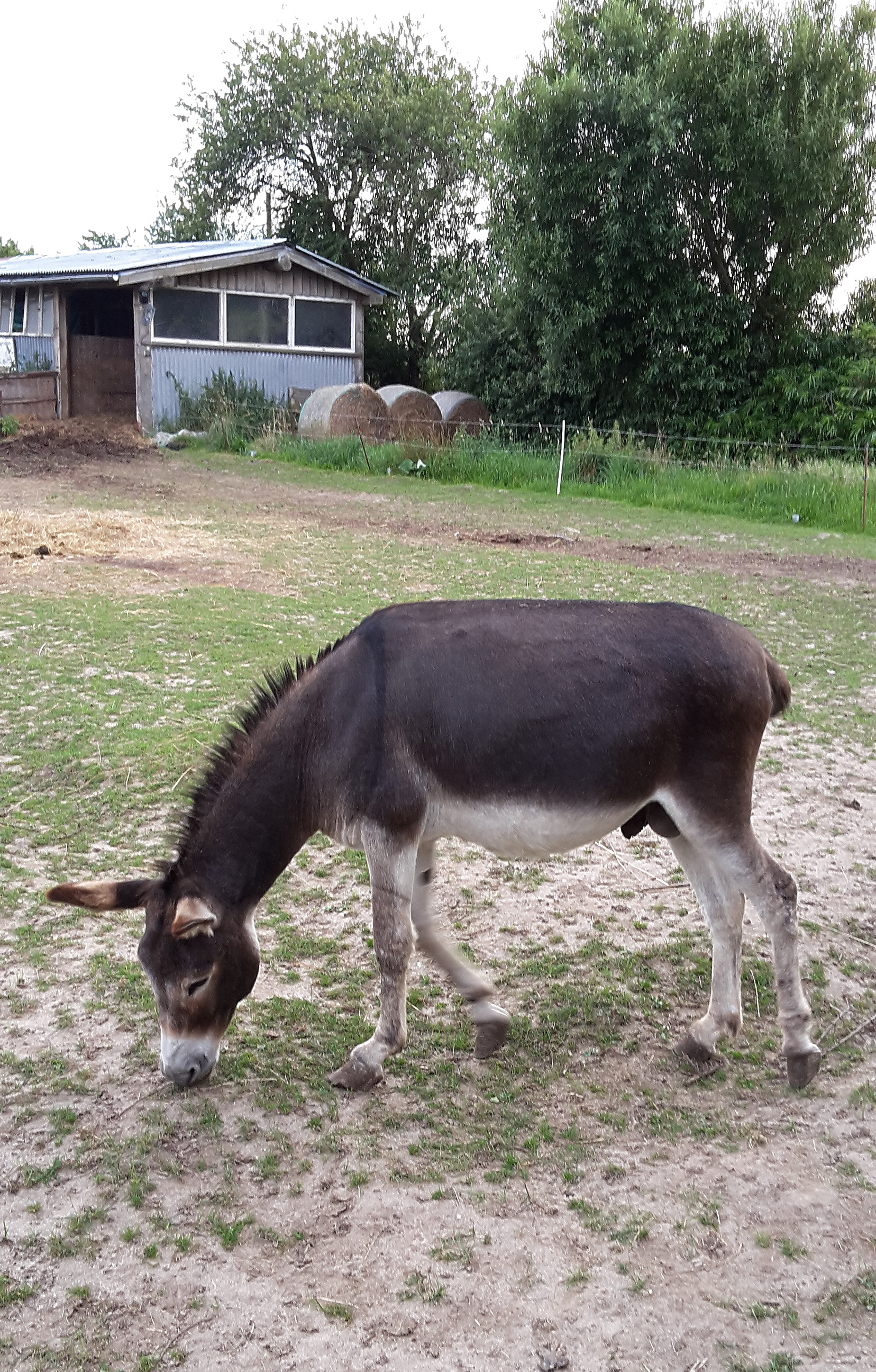 Mühlen-Zoo: Esel